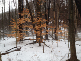 American Beech Tree in winter