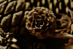 Japanese Larch Cone