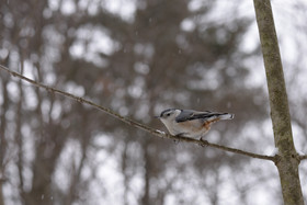 White-breasted Nuthatch