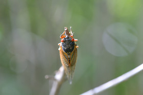 17 Year Cicada