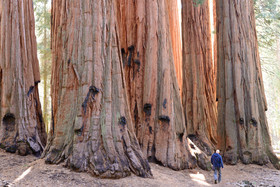 Giant Sequoia Trees