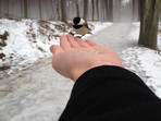Black Capped Chickadee hand feeding.