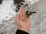 Chickadee with a seed