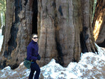 Standing in front of a sequoia