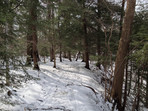 eastern hemlocks in the North Chagrin Reservation