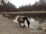 Canada goose drinking from a pond
