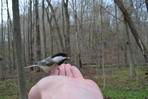 Hand feeding a chickadee