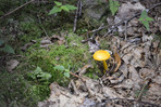 Fungus at Blackwater Falls State Park