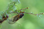 17 Year Cicada on an eastern hemlock branch