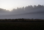 Fog at Prairie Creek Redwoods State Park