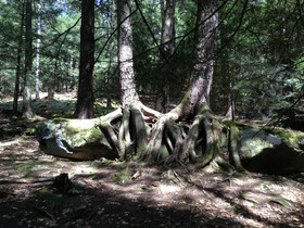 Hemlock trees growing over a rock