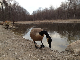 Canada goose drinking from a pond