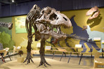 Tyranosaurus Skeleton