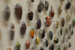 Beetles Cleveland Museum of Natural History