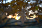 Northern Red Oak Leaves