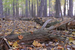 Eastern Deciduous Forest