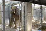 Bull Elephant Cleveland Metroparks Zoo