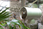 Crowned Lemur in a pipe