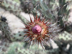 Cactus at McDowell Mountain Regional Park