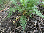 Ostrich fern with dead fronds
